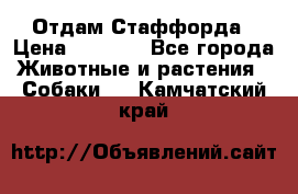 Отдам Стаффорда › Цена ­ 2 000 - Все города Животные и растения » Собаки   . Камчатский край